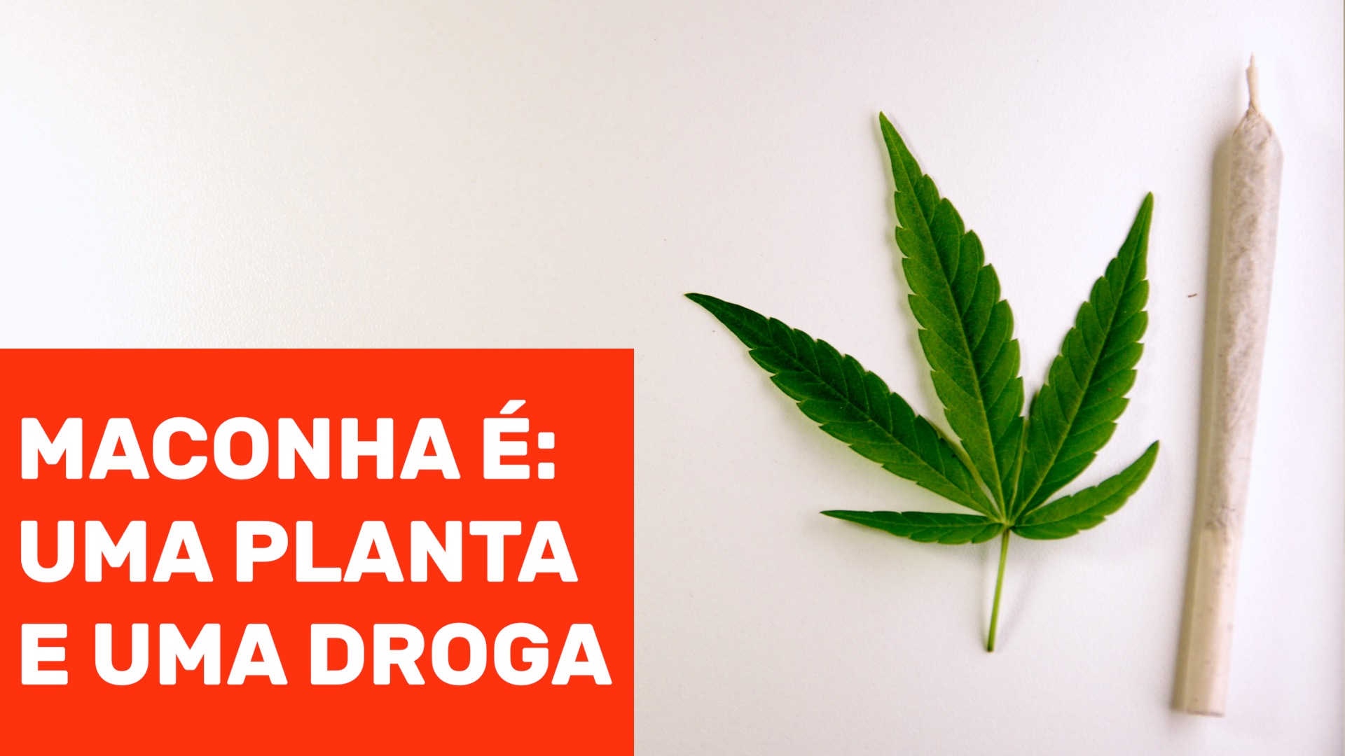 Série – Maconha é: Uma planta e uma droga